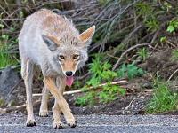 Coyotes In Newport!